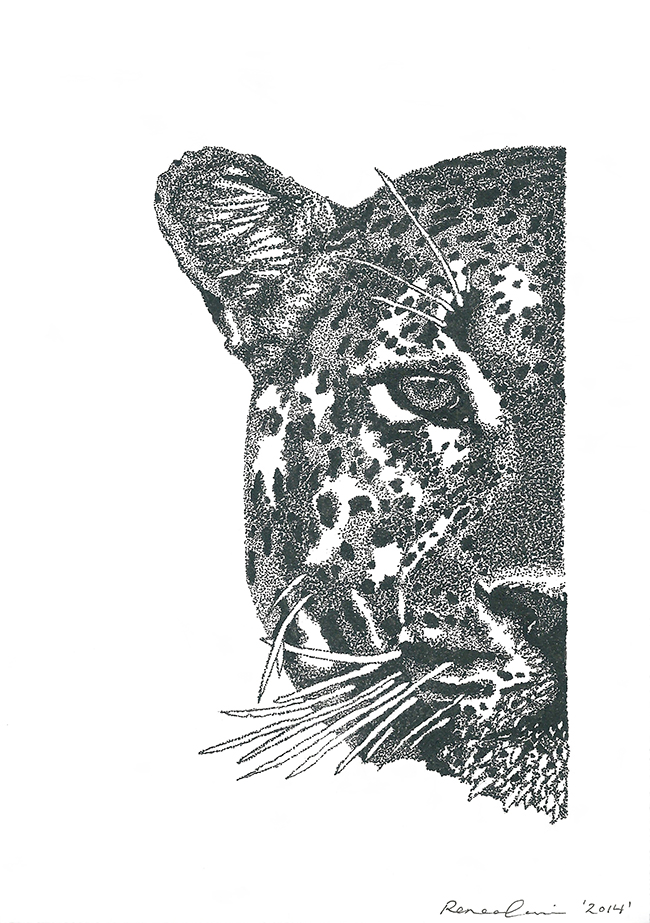 Drawing of right half of a leopard's head from the front