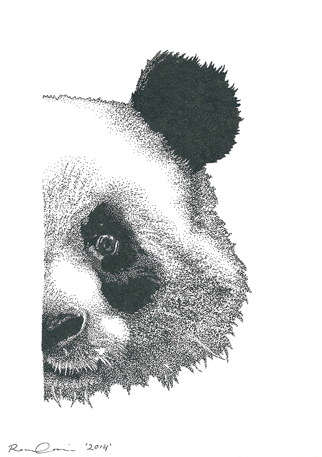 Drawing of left half of a giant panda's head