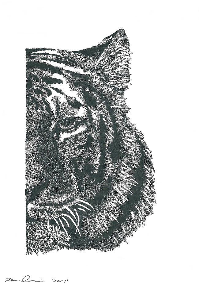 Drawing of left half of a tiger's head