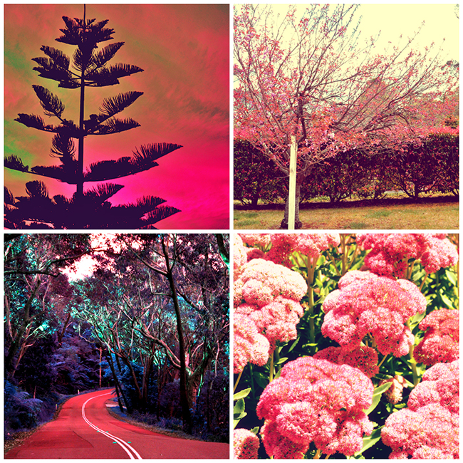 Four images of trees and flowers with a pink theme arranged in a rectangular